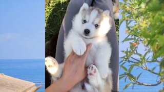 สัตว์ตลก_cut 113