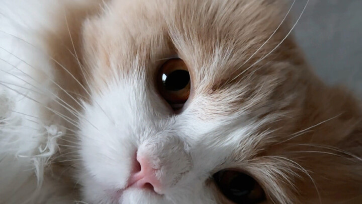 Every moment with my kitten feels so healing.