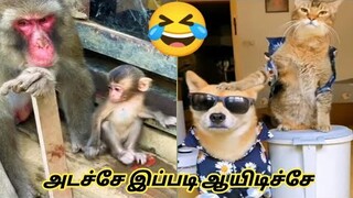 Vera level 🔥Funny animals🤔😋 mind voice ||சிரிக்கலாம் வாங்க ||Rmmirajvlog