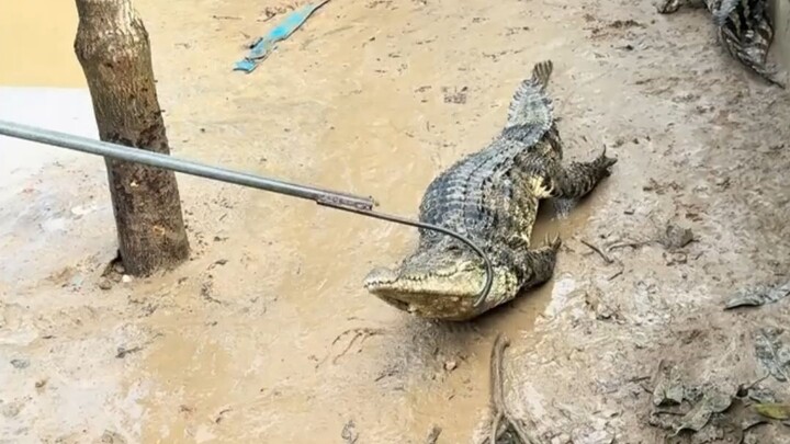 Crocodile: Is there a reason I got electrocuted?