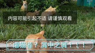 ล่าสุด! เหตุการณ์ทารุณแมว! นักศึกษาจากมหาวิทยาลัยเทคโนโลยีซานตงทารุณแมวและถ่ายวิดีโอขายเพื่อหากำไร จ