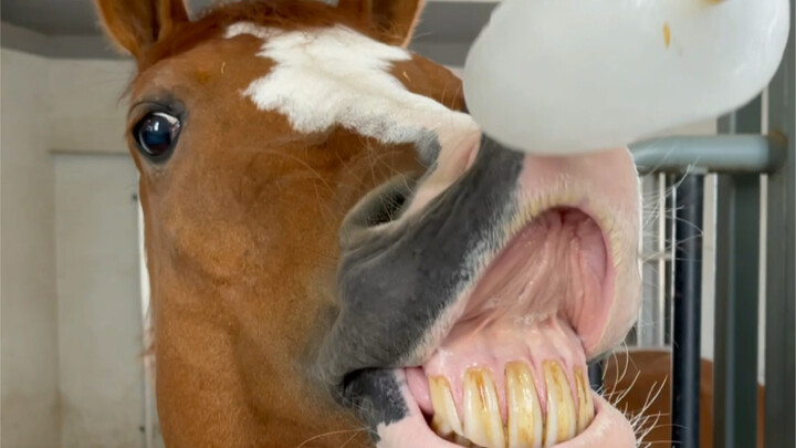 Cho ngựa ăn kem que tự làm