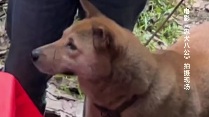 After filming this “Hachi: A Dog’s Tale,” Big Yellow retired.
