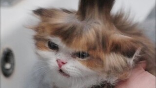 The ancestral technique of blowing cat hair