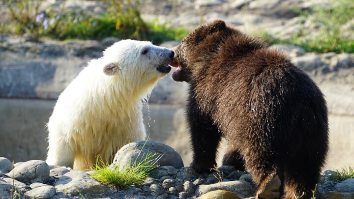 Gấu nâu nhỏ và gấu Bắc Cực nhỏ cùng nhau vui đùa