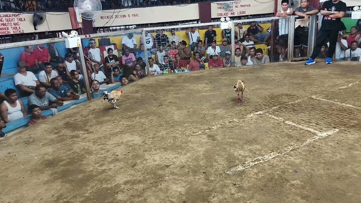 white chocolate vs Binabae