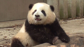 [Panda Huahua] ออกโชว์ตัวครั้งแรกกับคุณแม่รุ่นรุ่น
