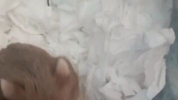 pengen nya opet malah dapat ini