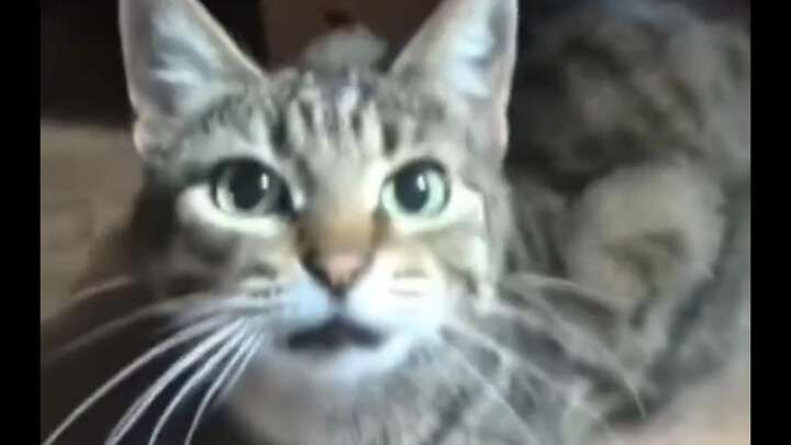 Different Types of Meows