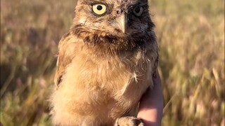 Bao, have you ever seen such a small owl?
