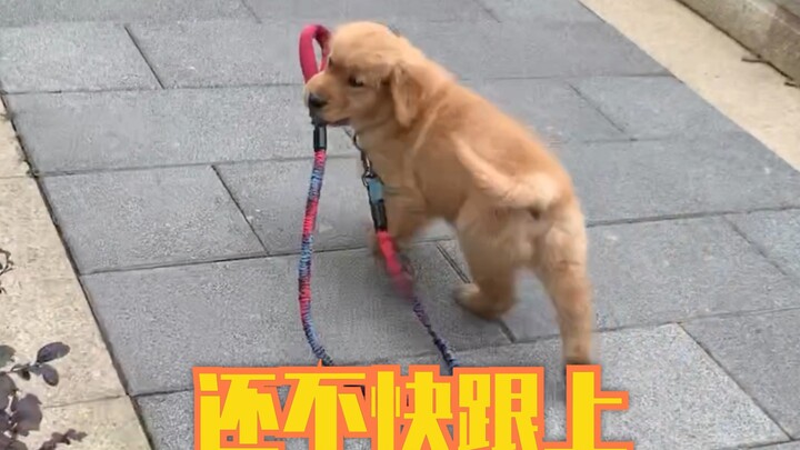 I never expected a three-month-old golden retriever could be this smart—it’s such a heartwarming joy