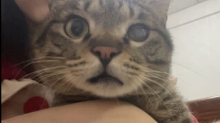 Saya menemukan seekor kucing dua bulan lalu, tapi saya masih belum tahu jenis kelaminnya. Saya memba