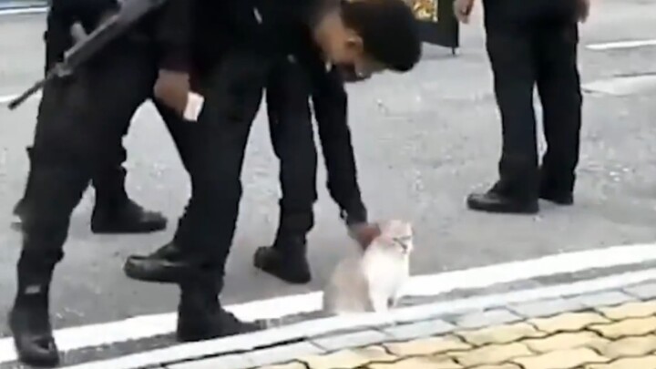 [Binatang] Seorang satpam mengelus-elus seekor kucing