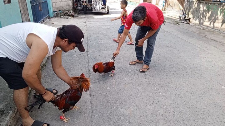 3x winner Sweater vs Sweater spar