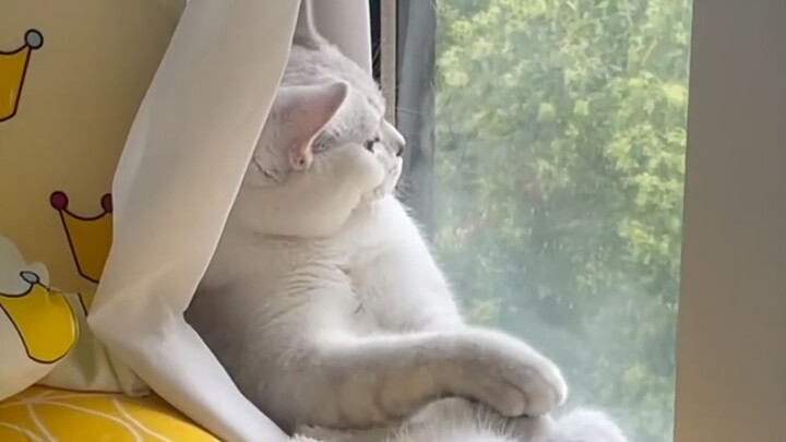 Even little animals get emo, they just can't post it on social media~