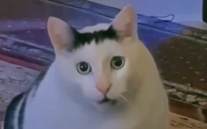 Yang mana suara kucing yang sebenarnya?