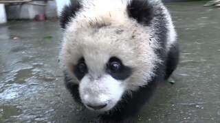 Bertemu Anjing yang Mirip Panda di Jalan, Mirip Sekali!