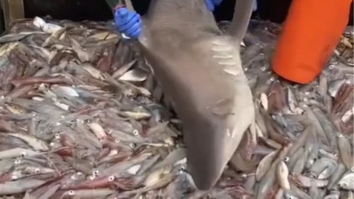 Shark: I’ve been blessed enough to catch a glimpse of heaven.