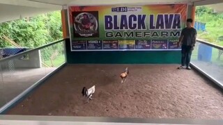 BLACK LAVA GAMEFARM HATCH GREY STAG