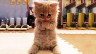 Baby Cats - The funniest kitten videos that will make you laugh - Cute Cats