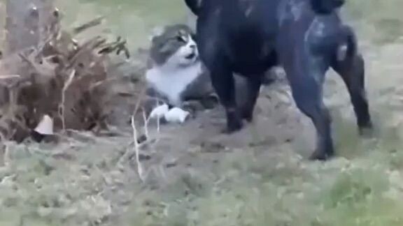 BUKAN KUCING BIASAπ