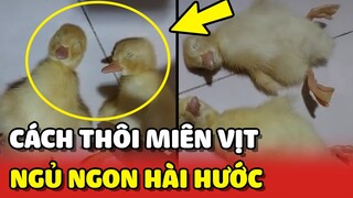 Hướng dẫn cách THÔI MIÊN Vịt con NGỦ siêu hài hước 😂 | Yêu Lu