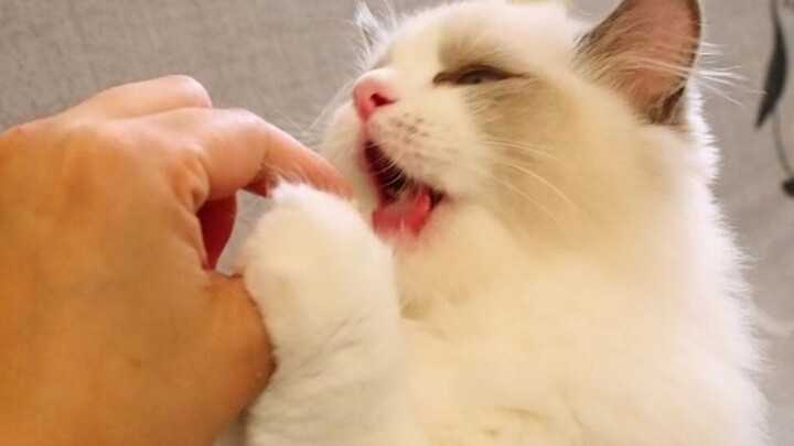 【Mèo Ragdoll】Mèo con bé xíu vừa ăn ké, uống ké lại còn không chịu ngoan ngoãn cho chải lông, ai mà t