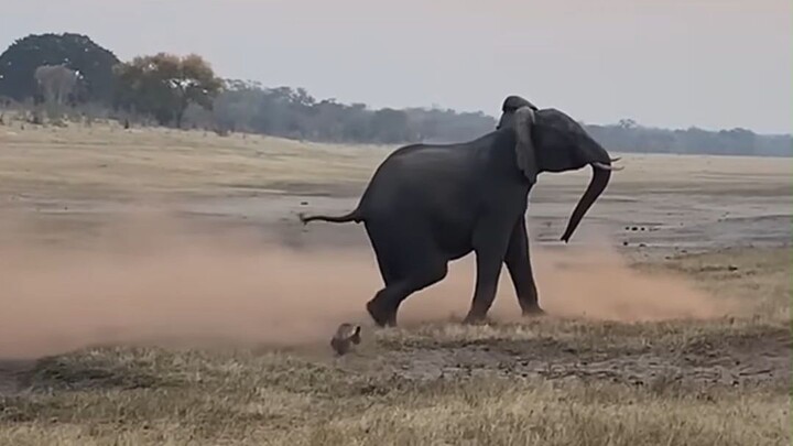 Pingtouge just won’t back down; they’re determined to take on the elephant.