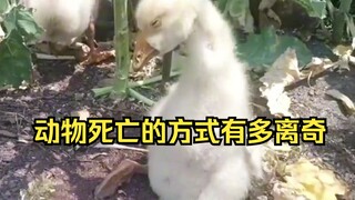 动物离奇死亡鉴定11