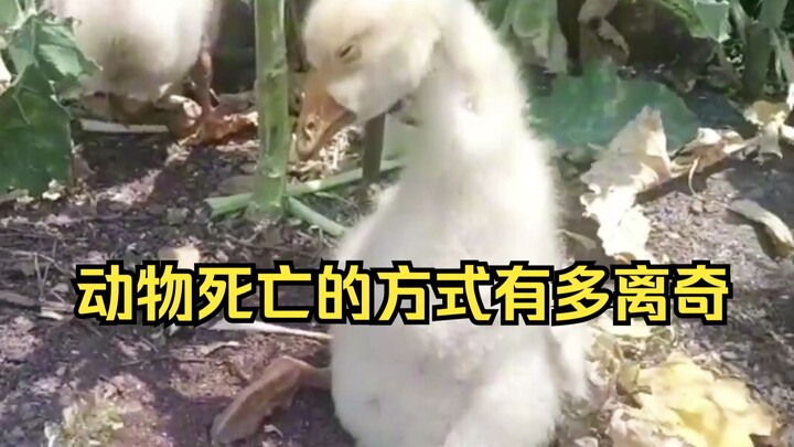 动物离奇死亡鉴定11