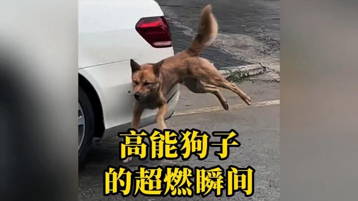 High-Energy Dog Moments That’ll Light Your Fire! #Level-Up Dog #Dogs #This Dog Is Basically a Genius