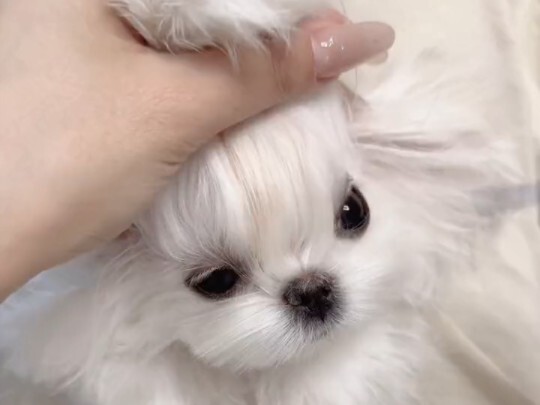 Maltese, gets up in the morning, dresses up beautifully, and heads out