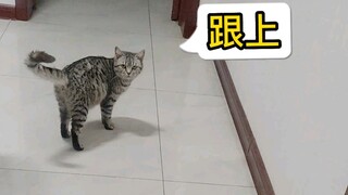 The kitty barks and scolds its owner upon returning home from work—turns out it's showing off the ne