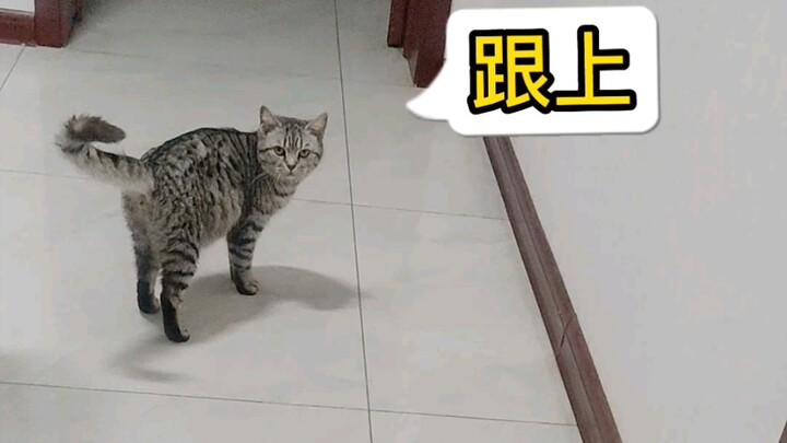 عند عودة القطة الصغيرة إلى المنزل بعد العمل، بدأت تتشاجر مع صاحبها، واتضح أنها كانت تتباهى بالقطط ال