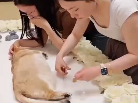 พิธีศพของฮาคิมีในรายการ Mao Di TV: ฮาคิมีลุกไหม้จนหมดสิ้น