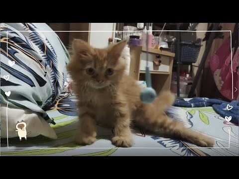 Yupi | Cat Vlog #28