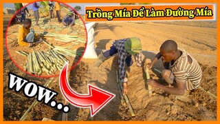 Nông Nghiệp VIỆT NAM ở Châu Phi || Trồng Mía Để Tương Lai Có Thể Làm Được Đường Mía