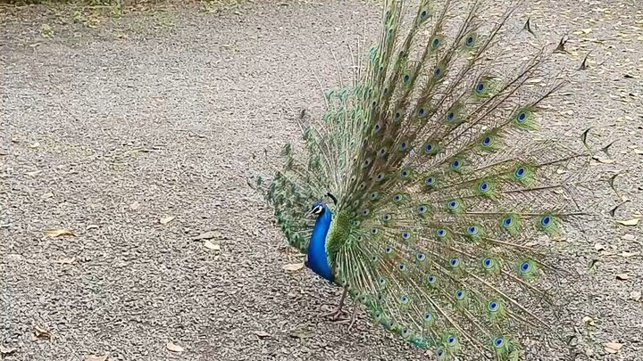 "The Magical Peacock Dance – Right Outside My Home!"