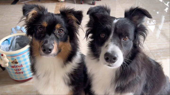 สองน้องหมาแบ่งกินแก้วมังกร!