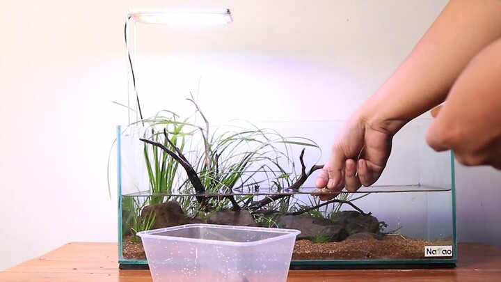 Aquascape tutorial : SHALLOW Aquarium- PART 2 Planting
