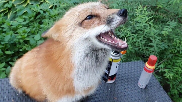 Let’s give the little fox a little fan.