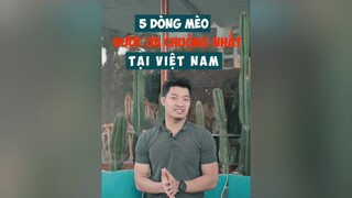 5 dòng mèo được ưa chuộng nhất tại Việt Nam LearnOnTikTok dcgr tuitienpet cat