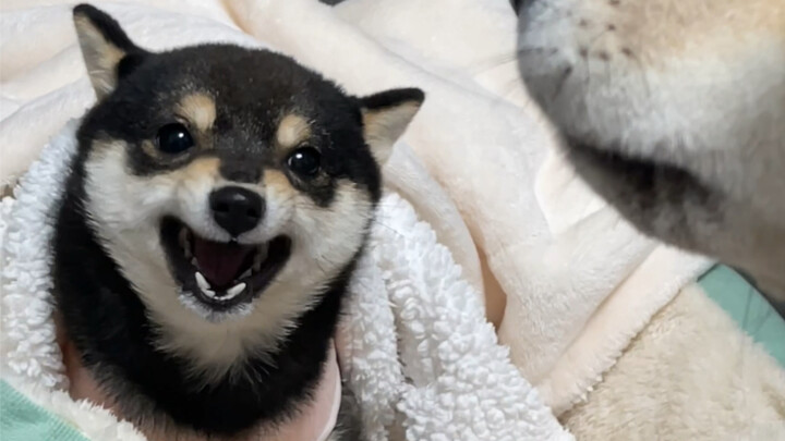 นี่ทะเลาะกันหรือร้องโอเปร่ากันแน่