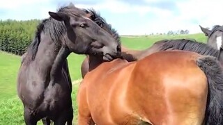 الاندماج مع قطيع الخيول وخدشها