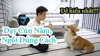 Huấn luyện chó cơ bản | Dạy cún Nằm, Ngồi theo lệnh