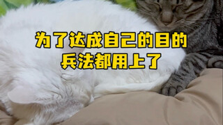 Bisakah Anda menebak strategi mana dari Tiga Puluh Enam Strategi yang digunakan kucing dalam video i