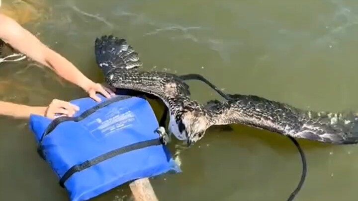 The osprey’s wing fell into the water and was rescued.