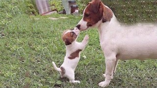 🐶ลูกสุนัขน่ารักทำเรื่องตลก 2022🐶 11 สุนัขที่น่ารักที่สุด