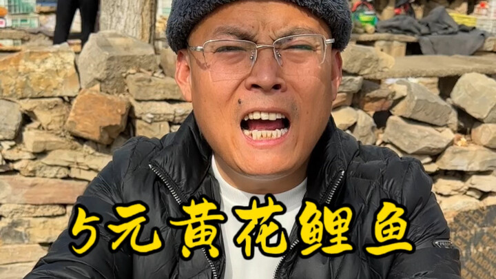 Cá chép vàng 5 tệ