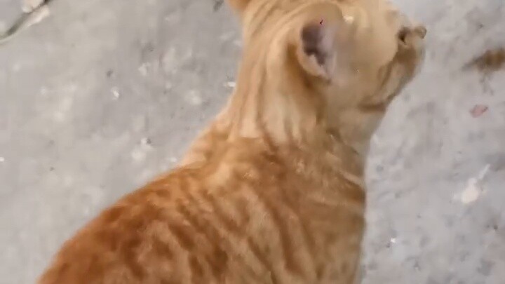 Rural cats smell catnip for the first time! Let's see if this batch of catnip is pure